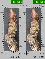 Pyrus communis s.l. (grusza pospolita)