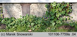 Ipomoea purpurea (wilec purpurowy)