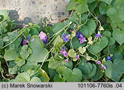 Ipomoea purpurea (wilec purpurowy)