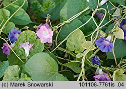 Ipomoea purpurea (wilec purpurowy)