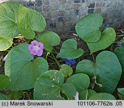 Ipomoea purpurea (wilec purpurowy)