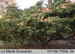 Juniperus ×pfitzeriana (jałowiec pośredni)