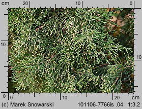 Juniperus ×pfitzeriana (jałowiec pośredni)