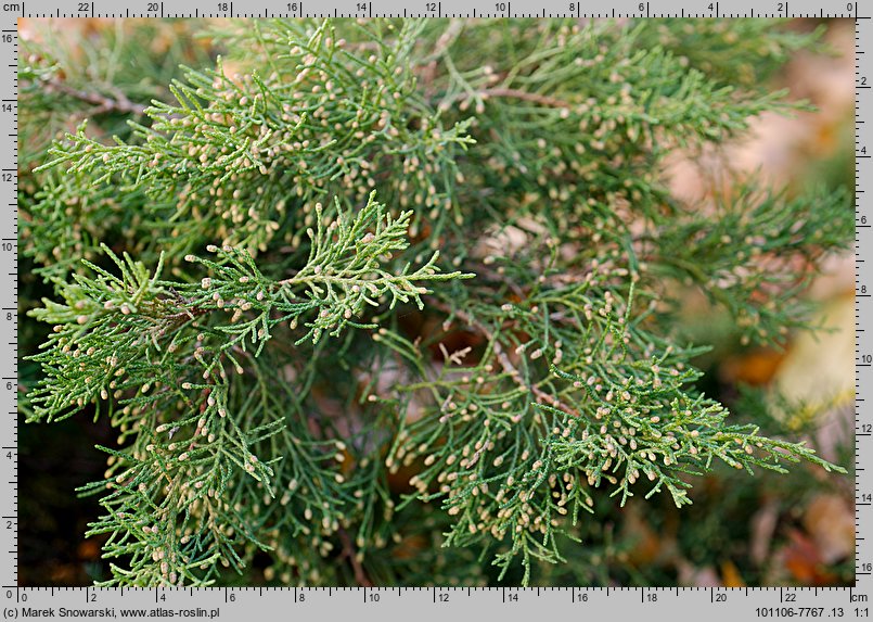 Juniperus ×pfitzeriana (jałowiec pośredni)