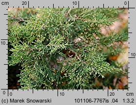 Juniperus ×pfitzeriana (jałowiec pośredni)