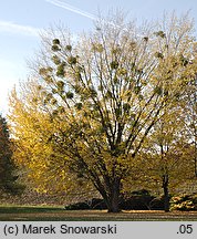 Acer saccharinum (klon srebrzysty)