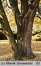 Acer saccharinum (klon srebrzysty)