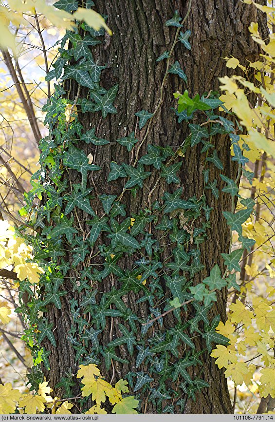 Hedera helix Sagittifolia