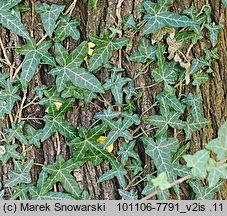 Hedera helix ‘Sagittifolia’ (bluszcz pospolity ‘Sagittifolia’)