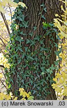 Hedera helix Sagittifolia