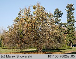 Malus domestica (jabłoń domowa)