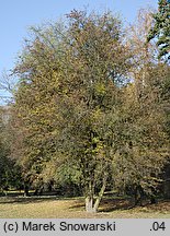 Crataegus monogyna (głóg jednoszyjkowy)