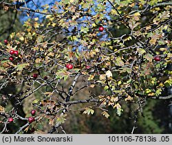 Crataegus monogyna (głóg jednoszyjkowy)