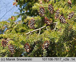 Pseudotsuga menziesii (daglezja zielona)