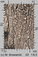 Pseudotsuga menziesii (daglezja zielona)