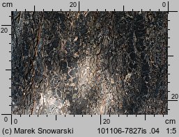 Pseudotsuga menziesii (daglezja zielona)