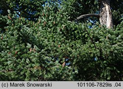 Pseudotsuga menziesii (daglezja zielona)