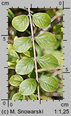 Symphoricarpos ×chenaultii (śnieguliczka Chenaulta)