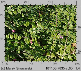 Symphoricarpos ×chenaultii (śnieguliczka Chenaulta)