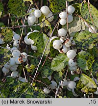 Symphoricarpos ×chenaultii (śnieguliczka Chenaulta)