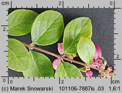 Symphoricarpos ×chenaultii (śnieguliczka Chenaulta)