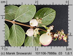 Symphoricarpos ×chenaultii (śnieguliczka Chenaulta)