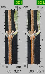 Symphoricarpos ×chenaultii (śnieguliczka Chenaulta)