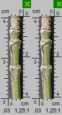 Acer negundo (klon jesionolistny)