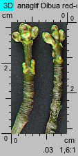 Acer saccharinum (klon srebrzysty)