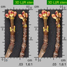 Acer saccharinum (klon srebrzysty)