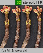 Acer saccharinum (klon srebrzysty)