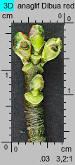 Acer saccharinum (klon srebrzysty)