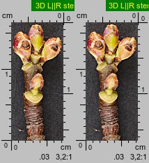 Acer saccharinum (klon srebrzysty)