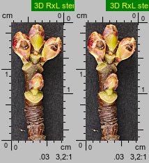 Acer saccharinum (klon srebrzysty)
