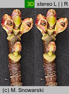Acer saccharinum (klon srebrzysty)