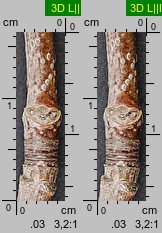 Acer saccharinum (klon srebrzysty)