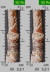 Acer saccharinum (klon srebrzysty)