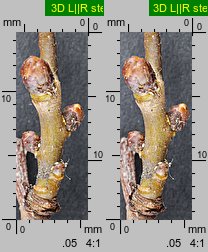 Crataegus monogyna (głóg jednoszyjkowy)