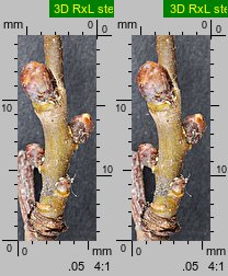 Crataegus monogyna (głóg jednoszyjkowy)