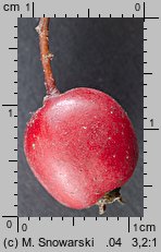 Crataegus monogyna (głóg jednoszyjkowy)