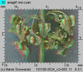 Rumex obtusifolius (szczaw tępolistny)