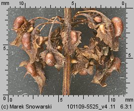 Rumex obtusifolius (szczaw tępolistny)