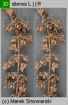 Rumex obtusifolius (szczaw tępolistny)