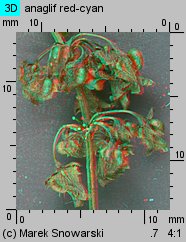 Rumex obtusifolius (szczaw tępolistny)