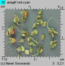 Rumex obtusifolius (szczaw tępolistny)