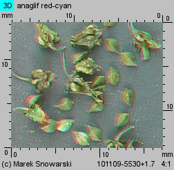 Rumex obtusifolius (szczaw tępolistny)