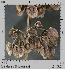 Rumex crispus (szczaw kędzierzawy)