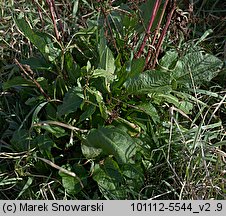 Rumex obtusifolius (szczaw tępolistny)