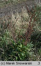 Rumex obtusifolius (szczaw tępolistny)