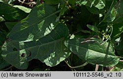 Rumex obtusifolius (szczaw tępolistny)